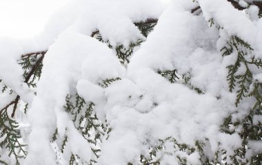 Karlı çam ağacı. Açık alan konsept fotoğrafında
