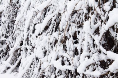 Ivy çitteki karın altında. Kış dokusu