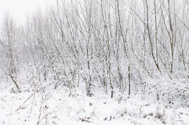 Ağaç dalları karla kaplıydı. Kış manzarası. Arkaplan olarak kullanılabilir