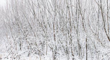 Ağaç dalları karla kaplıydı. Kış manzarası. Arkaplan olarak kullanılabilir