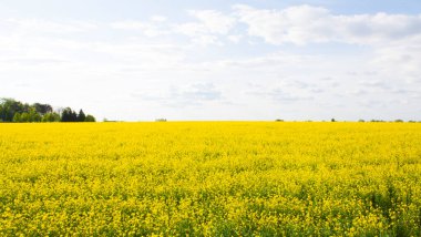 Parlak sarı kanola ya da kolza tohumundan oluşan güzel bir tarlanın geniş açılı görüntüsü. Arkaplan olarak kullanılabilir