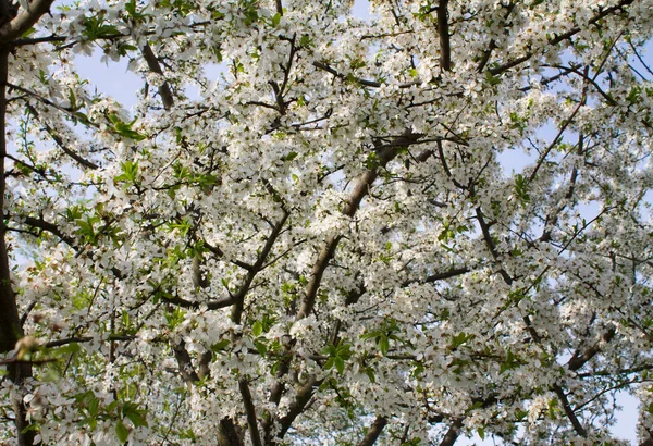 Apricot Árvore Flor Sazonal Floral Natureza Fundo Fundo Primavera — Fotografia de Stock