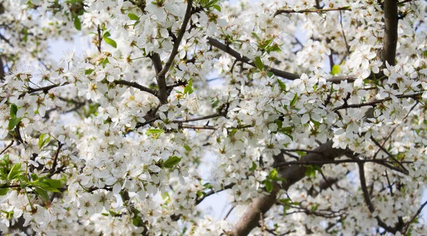 Albicocca Albero Fiore Stagionale Sfondo Natura Floreale Backround Primavera — Foto Stock