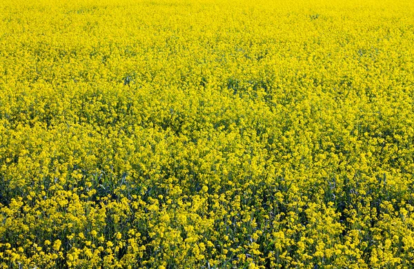 Parlak sarı kanola ya da kolza tohumundan oluşan güzel bir tarlanın geniş açılı görüntüsü. Arkaplan olarak kullanılabilir