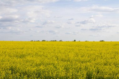 Parlak sarı kanola ya da kolza tohumundan oluşan güzel bir tarlanın geniş açılı görüntüsü. Arkaplan olarak kullanılabilir