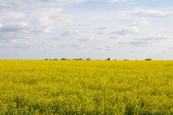 Parlak sarı kanola ya da kolza tohumundan oluşan güzel bir tarlanın geniş açılı görüntüsü. Arkaplan olarak kullanılabilir