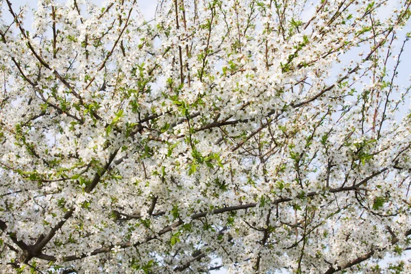 Albicocca Albero Fiore Stagionale Sfondo Natura Floreale Backround Primavera — Foto Stock