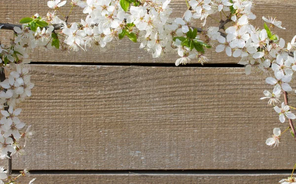 Sfondo Legno Incorniciato Ramo Fiorito Con Spazio Libero Testo — Foto Stock