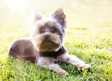 Yorkshire korkunç çimlere oturup,