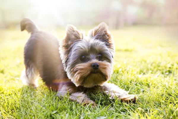 Yorkshire terrier sitter på gräset väntar på play — Stockfoto