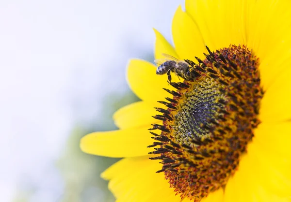 Bee on sunflowe close up, bee and sunflower — Stock Photo, Image