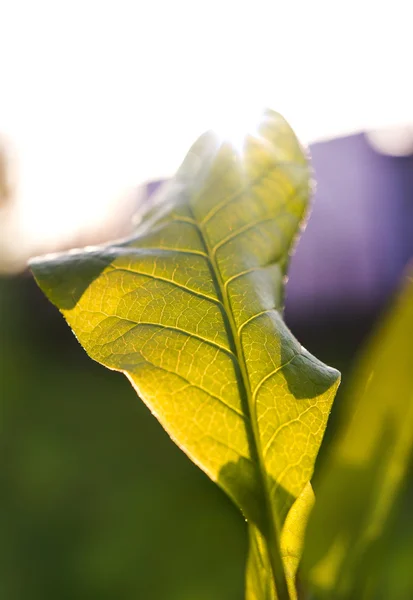 Lumière du soleil avec la nature de feuille verte fraîche — Photo