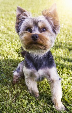  Yorkshire terrier köpek çim üzerinde oturan