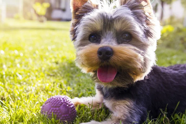 Kutya ül a fűben, a napsütés, yorkshire terrier — Stock Fotó