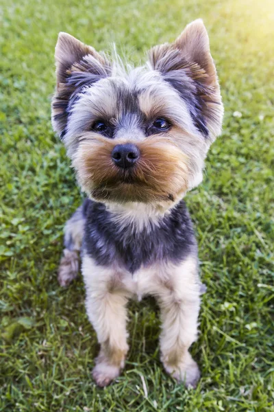 Cucciolo seduto sull'erba con il sole, yorkshire terrier — Foto Stock