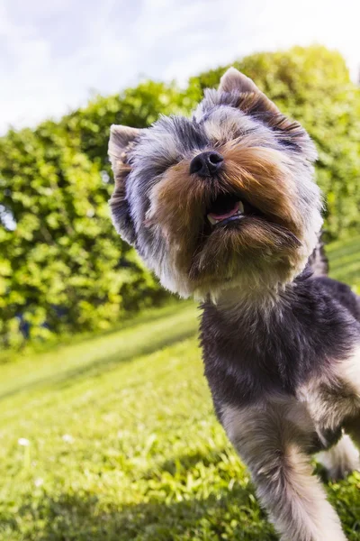 Kiskutya ugat, yorkshire terrier — Stock Fotó