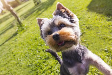 Köpek yavrusu yorkshire korkunç oynamak istiyor