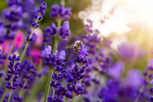 Pollinisation avec abeille et lavande avec soleil — Photo