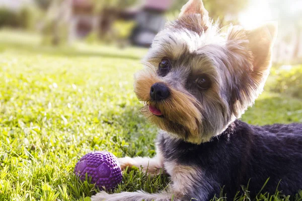 Güneş ışığı ile çimlerde oturan gülümseyen köpek yavrusu