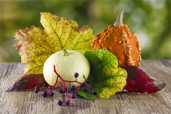 Group of pumpkins — Stock Photo, Image