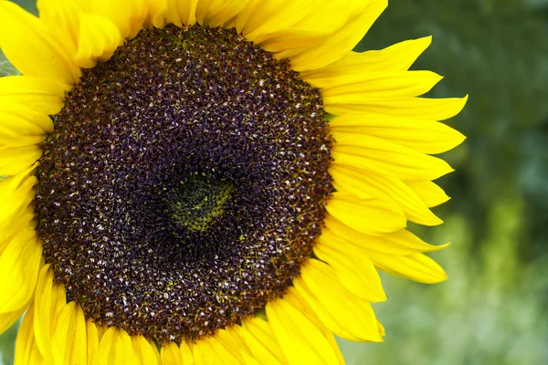 Single sunflower — Stock Photo, Image