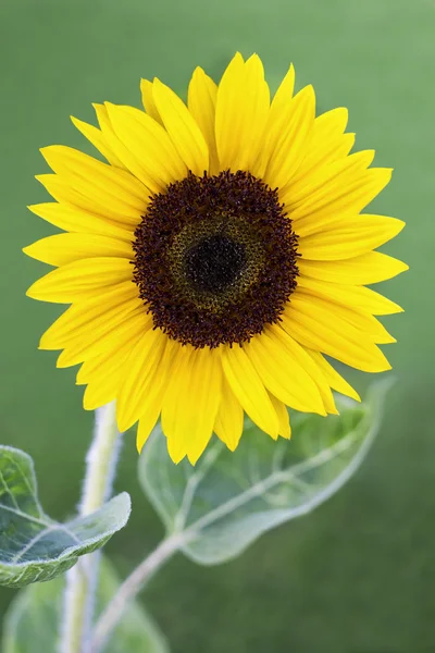 Single sunflower — Stock Photo, Image