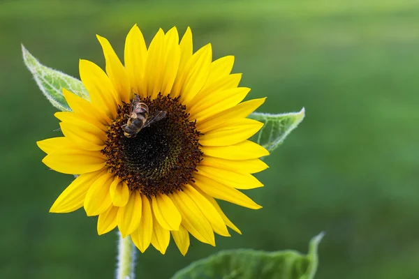 Girasol con abeja —  Fotos de Stock