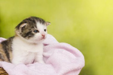 Bir sepet içinde oturan yavru kedi