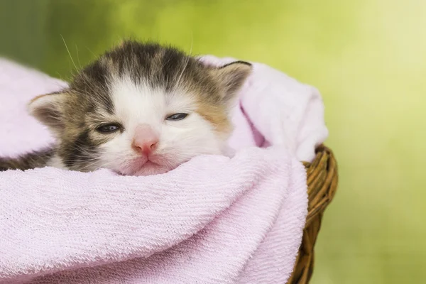 Kitten cat sitting in a basket — Stock Photo, Image