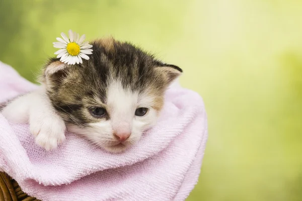 Kitten cat sitting in a basket — Stock Photo, Image