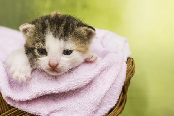 Kitten cat sitting in a basket — Stock Photo, Image
