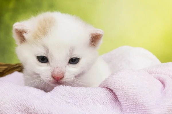 White kitten cat sitting in a basket — Stock Photo, Image