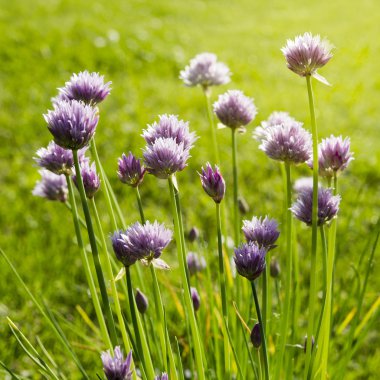 Güneş ışınları ile taze Frenk soğanı çiçekler