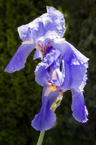 Blaue Iris Blume Nahaufnahme — Stockfoto