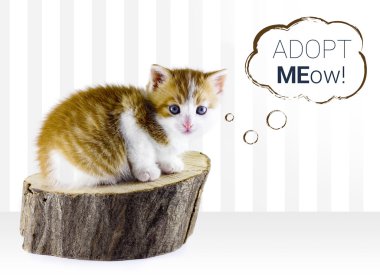 Kitty cat adoptio