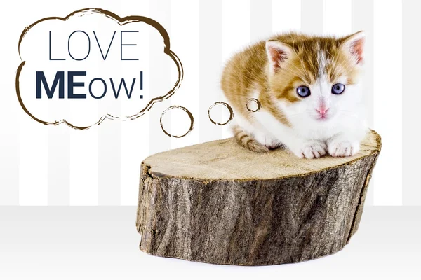 Kitty cat adoption — Stock Photo, Image