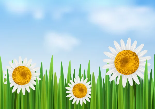 Grass with daisy flower and blue sky vector empty space — Stock Vector