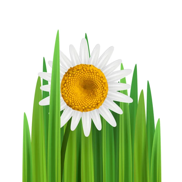 Gras mit Gänseblümchen Blume Vektor Illustration Quadrat — Stockvektor