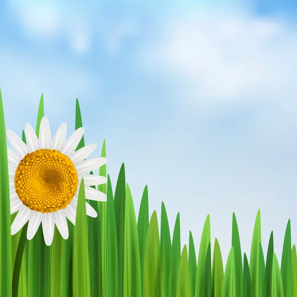 Grass with daisy vector illustration square — Stock Vector
