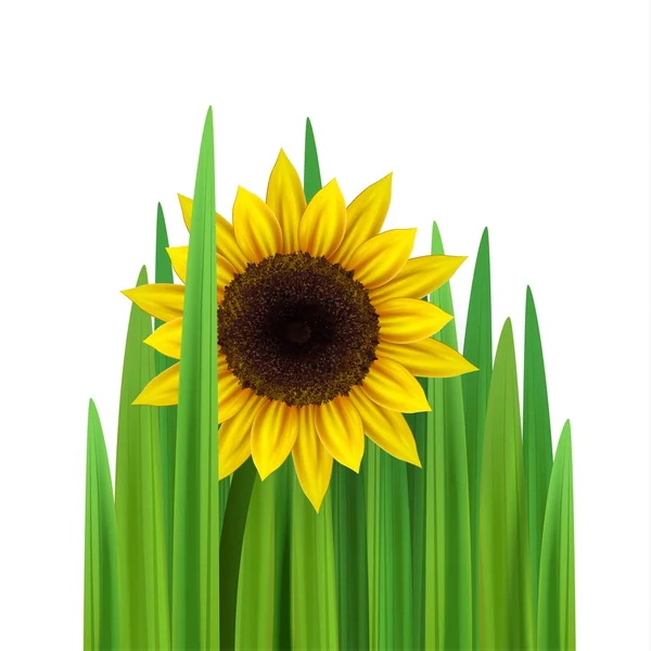 Grass with sunflower vector illustration square — Stock vektor