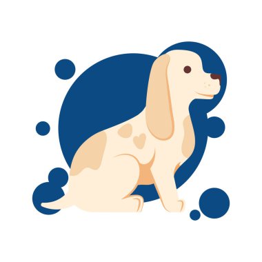 Genç ve çok tatlı kahverengi bir köpek oturuyor. Cocker Spaniel köpek resmi beyaza izole edilmiş..