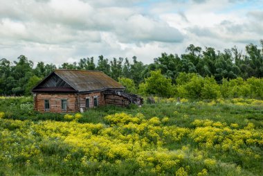 Kırsal kesimde eski bir kulübe ve çiçek açan otlar. Terk edilmiş eski ahşap ev