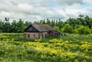 Kırsal kesimde eski bir kulübe ve çiçek açan otlar. Terk edilmiş eski ahşap ev