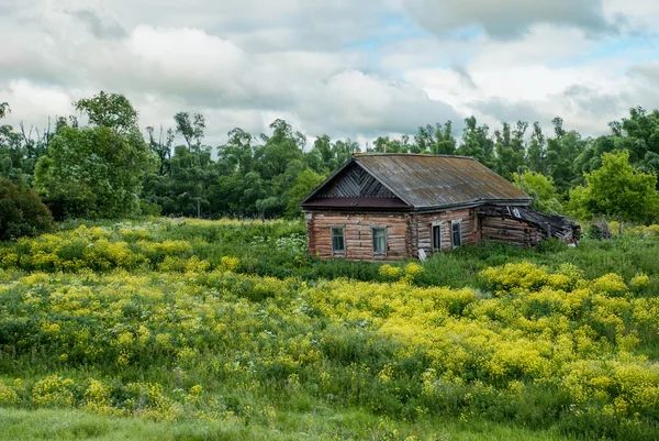 Old shack and blooming grass in countryside. Abandoned old log house Stock Image