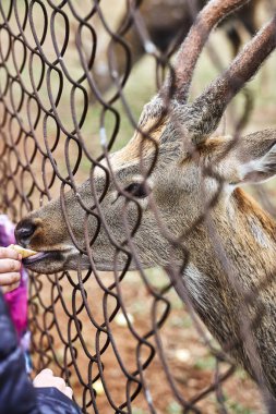 Ren geyiği çiftliğinde benekli geyikler. Geyik besleme. Benekli geyik çitin içinden elleri yiyor.