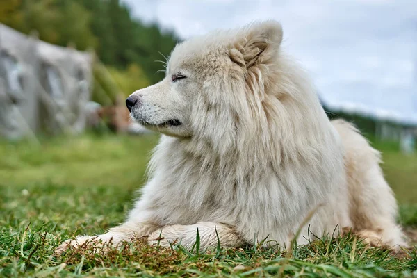 Cão Branco Cão Sénior Cão Velho Branco Cabelos Compridos Deitado — Fotografia de Stock