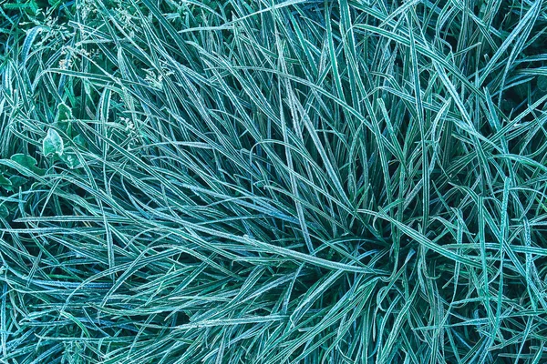 Hohes Grünes Gras Bedeckt Mit Frischem Weißen Raureif Der Einem — Stockfoto