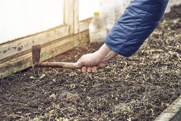 Senior Dame Cultiveert Bemeste Grond Met Kleine Tuin Schoffel Planten — Stockfoto