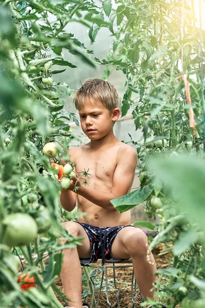 Anak Kecil Yang Fokus Mengumpulkan Tomat Merah Matang Yang Duduk — Stok Foto