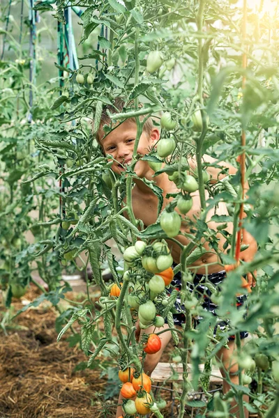 Smiling Boy Fooling Large Tomato Plants Kitchen Garden Bed Village — Stok Foto